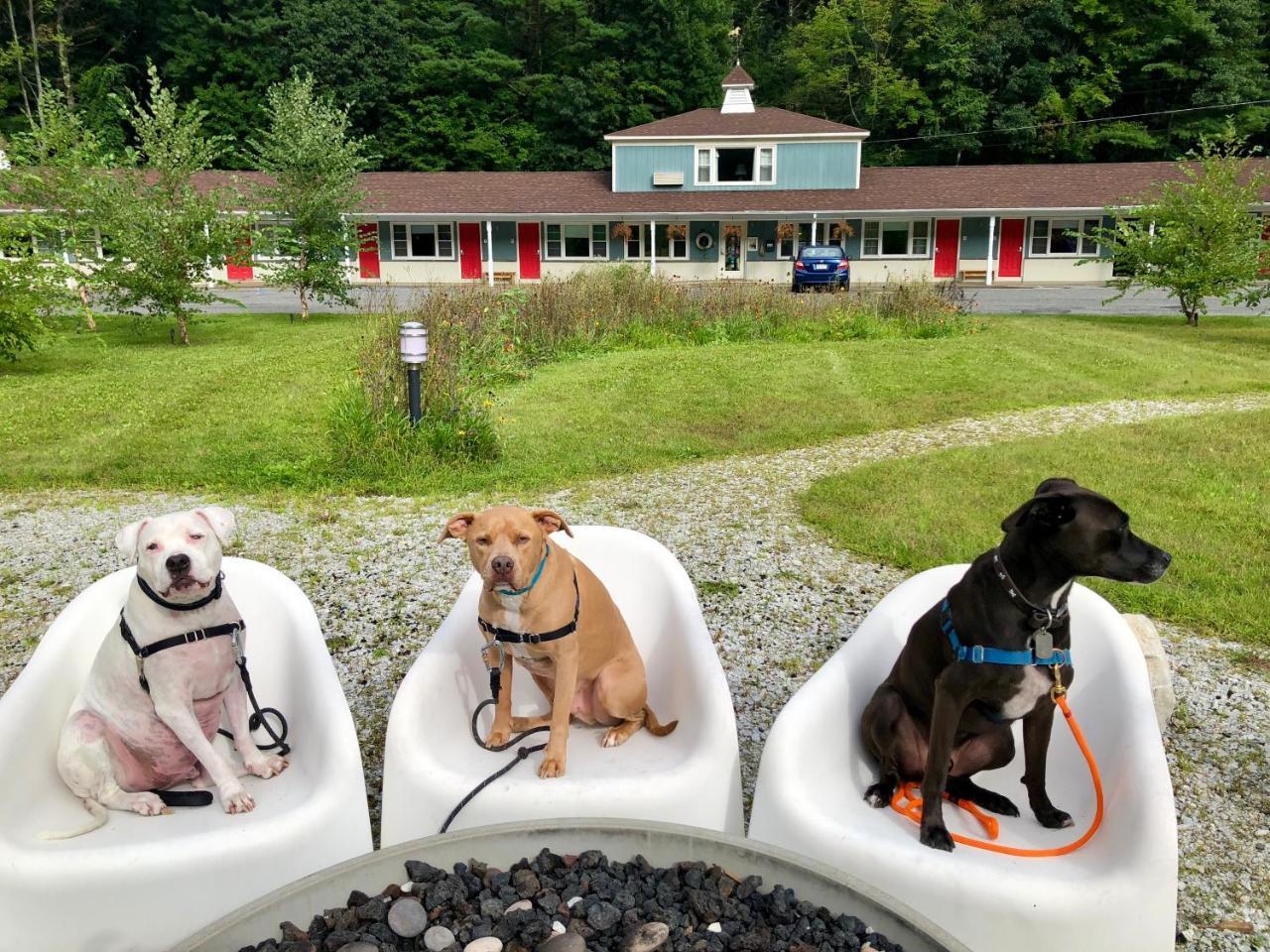 Motel The Little Lion Great Barrington Esterno foto